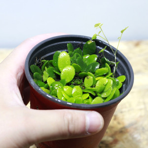 테라리움 식물 콩자개 덩굴식물 1포트